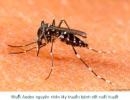 Một nghiên cứu đoàn hệ tiến cứu về nhiễm dengue ở học sinh tại long xuyên, việt nam