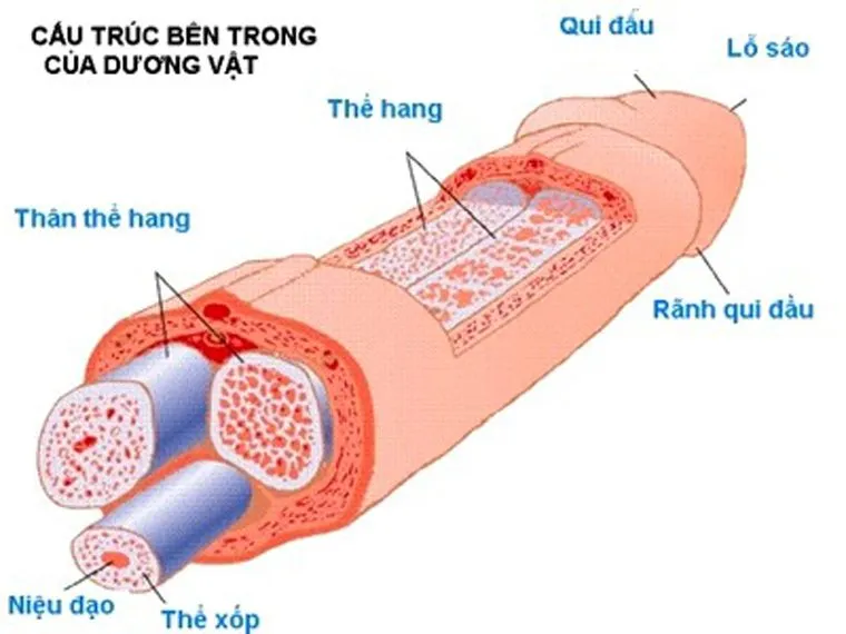 /Users/0s/Desktop/duong_vat1_xggv.jpg