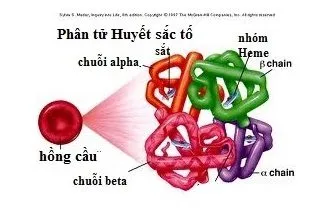 https://bthh.org.vn/uploads/UP%20WEB/00001.jpg