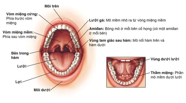 Ung thư khoang miệng: Biểu hiện, điều trị và cách chăm sóc đúng - Ảnh 1.